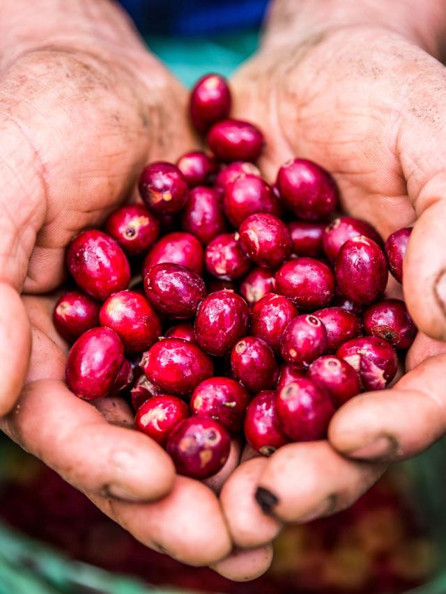 Honduras Biodynamisk Mellemristet