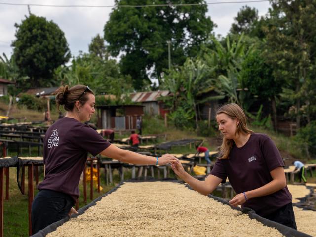 To medarbejdere fra KONTRA Coffee står bøjet hen over tørrebord med grønne kaffebønner