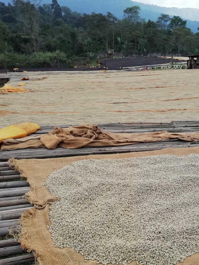 Kaffebønner ligger til tørre i Etiopien