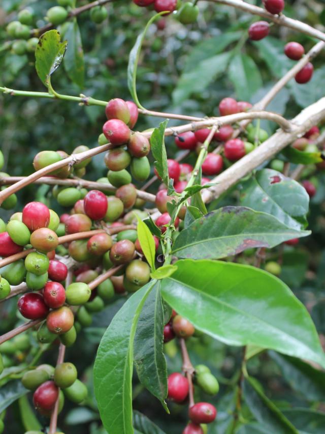Grønne og røde kaffebær hænger på en gren med blade