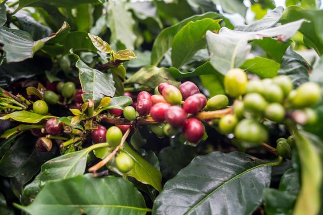 groenne og roede baffebaer paa kaffebusk