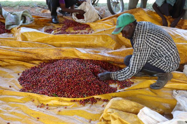 Farmer der sorterer røde kaffebær på en gul presenning i Etiopien 
