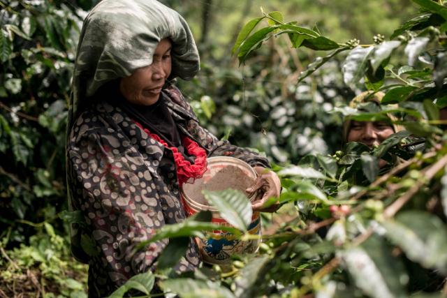 kvinde plukker kaffebær af kaffetræer i sumatra