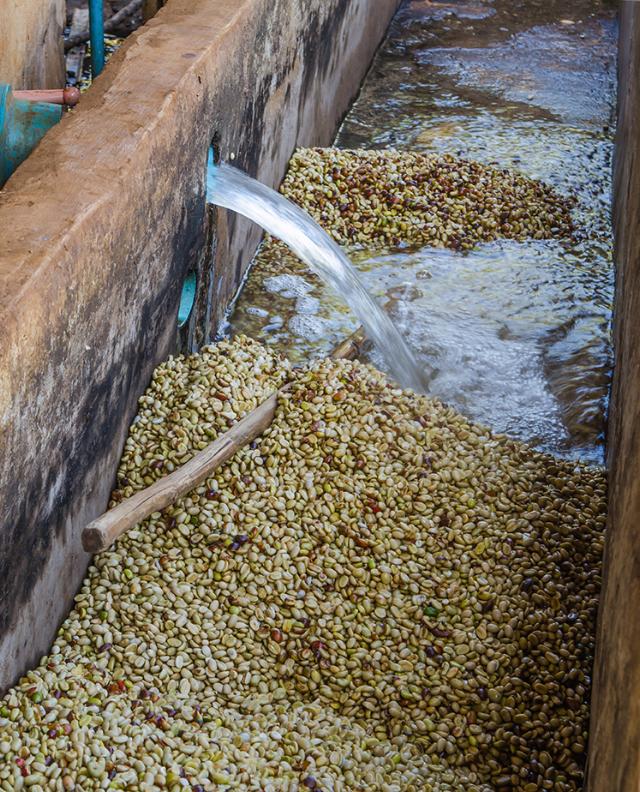 coffee beans being washed