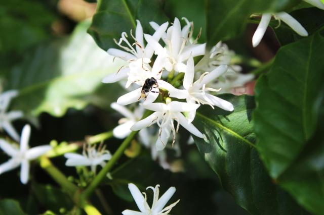 Coffee plant in bloom