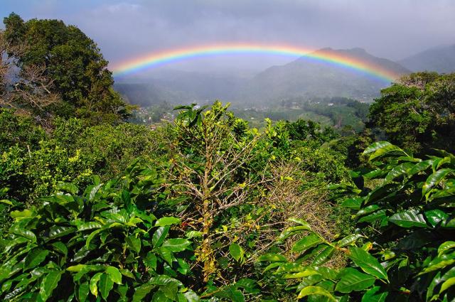 coffee plantation, under a rainbow, grows best in high altitudes