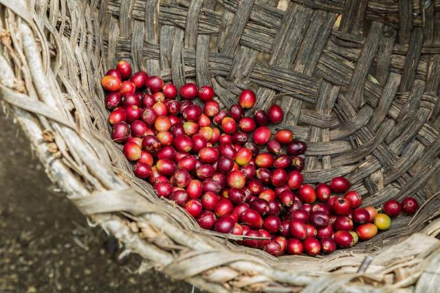 ripe and red coffee berries in a basket 