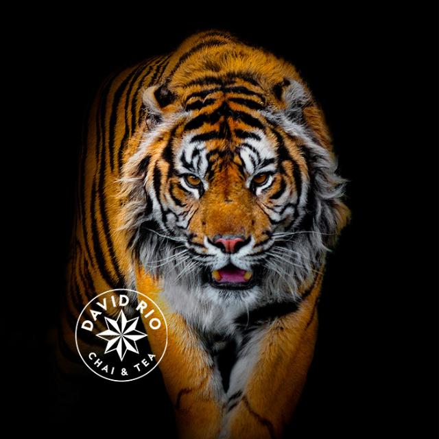 David Rio Tiger med logo