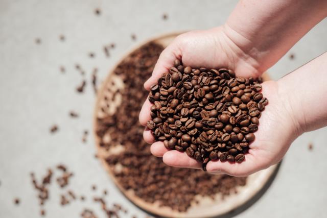 Frisk ristet BKI kaffebønner holdes mellem to hænder