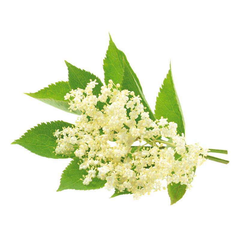 Rynkeby Hyldeblomstsaft Koncentrat 1:5