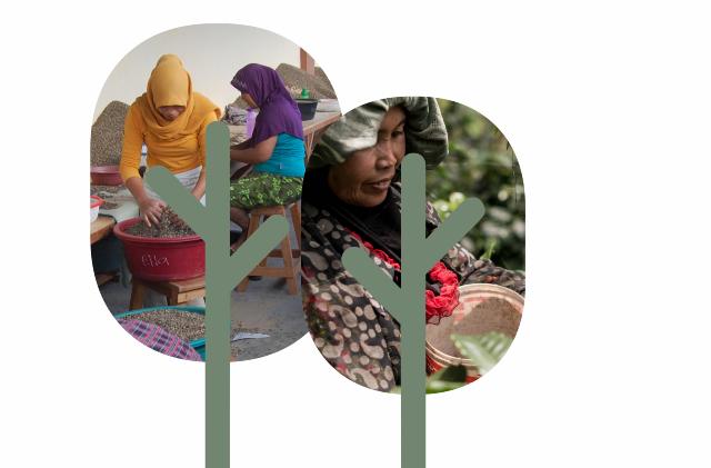 Lokalbefolkning i Sumatra plukker kaffebønner