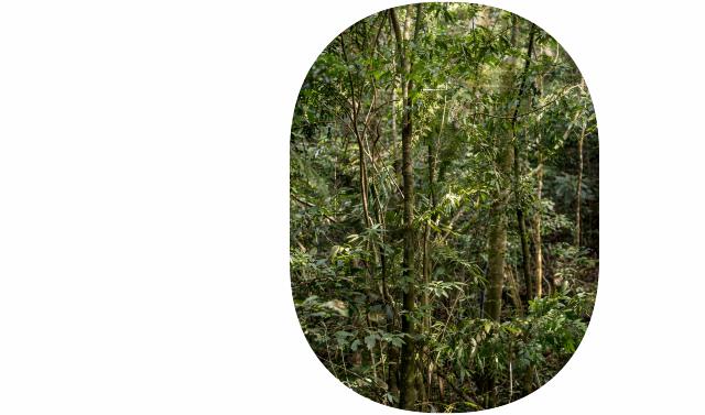 Smuk natur ved Sumatra