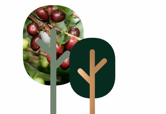 Kaffeplantage i Sumatra