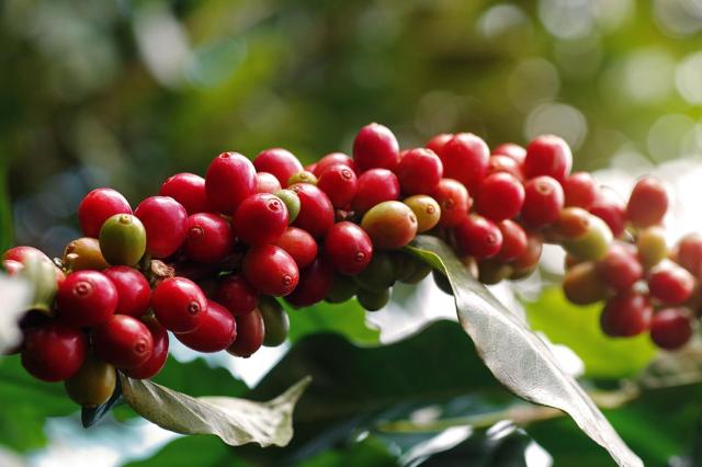 modne kaffebær på gren af sorten arabica