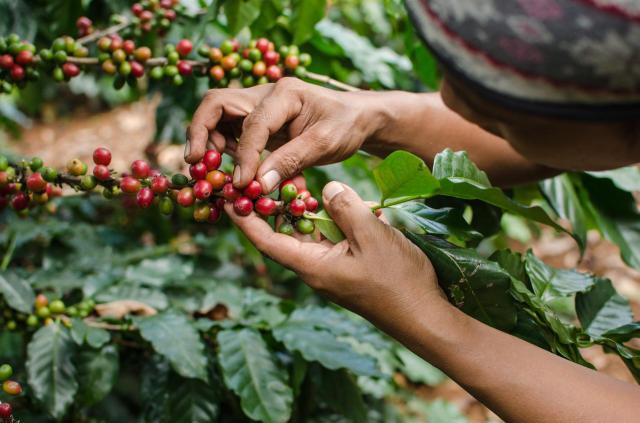 Kvinder plukker røde kaffebær af robusta planter