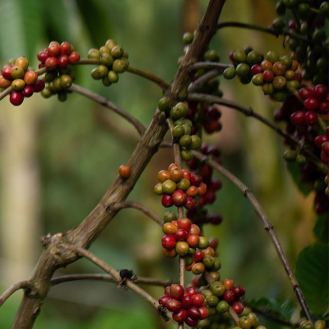 økologiske røde kaffebær i træ
