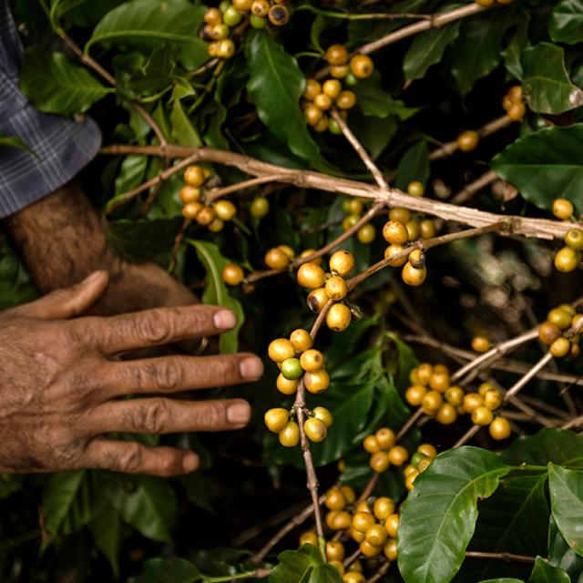 gule kaffebær på gren til mere ansvarlig kaffe
