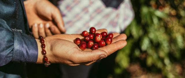 mere ansvarlig firmakaffe med røde bki kaffebønner i hånd på kaffefamer