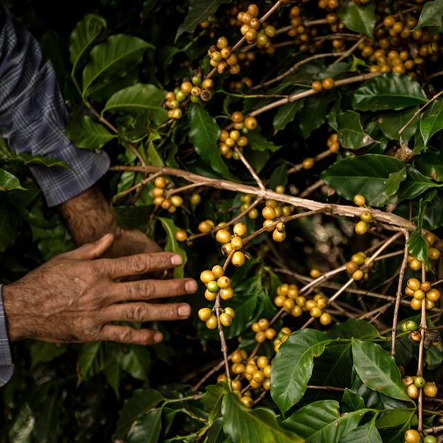 Kaffeplantage med umodne kaffebær i Paraíso