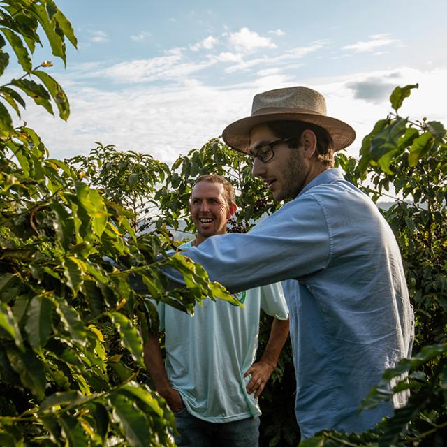 two coffee farmers in coffee plantations in Paraíso